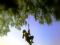 Tree Climbing